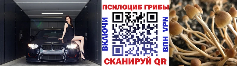 купить  сайты  Ковылкино  Псилоцибиновые грибы Cubensis 